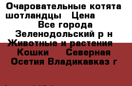 Очаровательные котята шотландцы › Цена ­ 2 000 - Все города, Зеленодольский р-н Животные и растения » Кошки   . Северная Осетия,Владикавказ г.